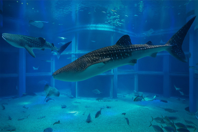 Museo del tour del mare di Osaka