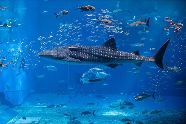 Nagoya Harbour Aquarium