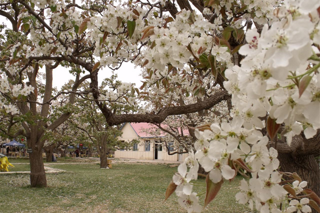 Shichuan Pear Garden