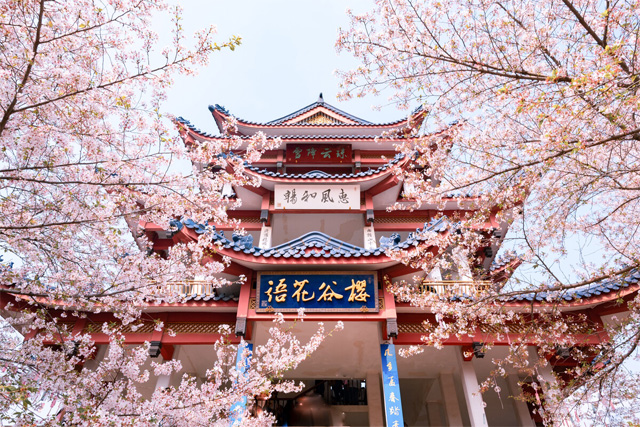 Yuantouzhu