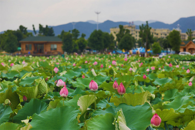 Sanshui Lotus World