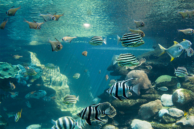Western Australian Aquarium