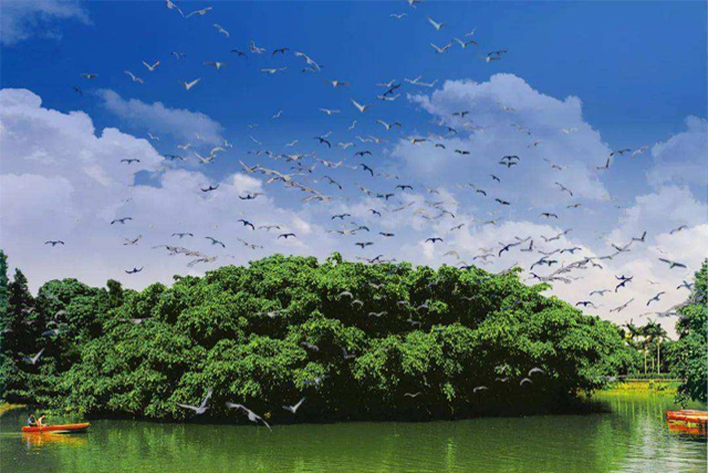 Birds Paradise