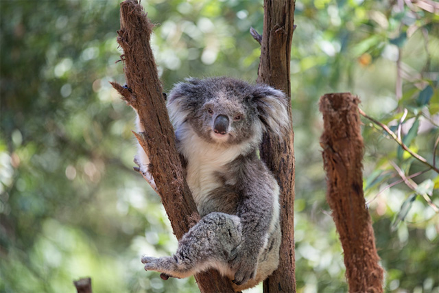 Brisbane top ten tourist attractions list, explore the charm of Australia's sunshine city!