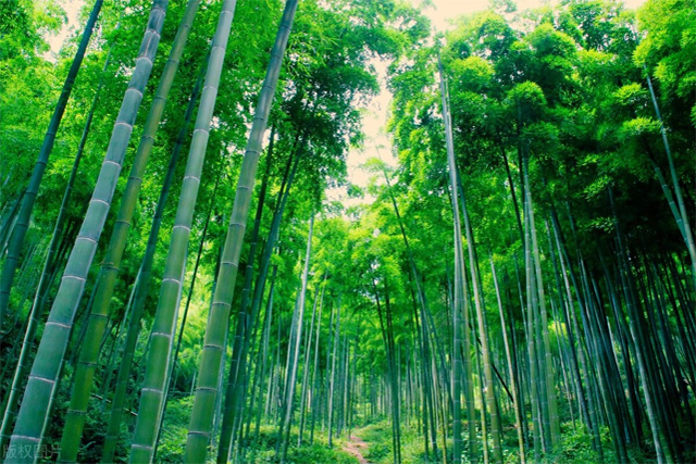 Great Bamboo Sea, China
