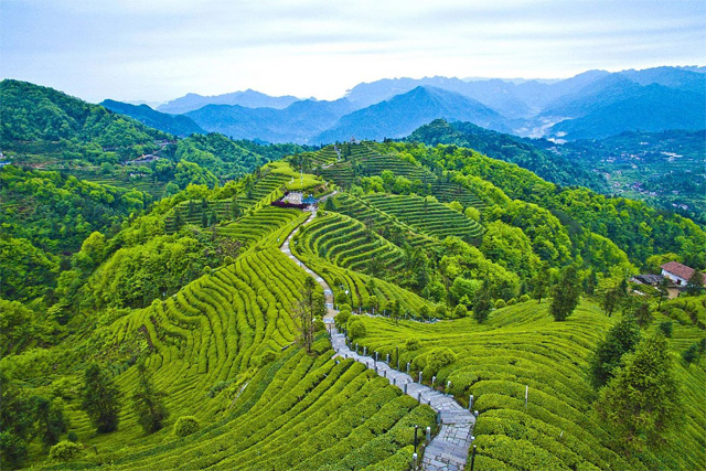 Meizhou Yannan Fei Tea Field Scenic Area