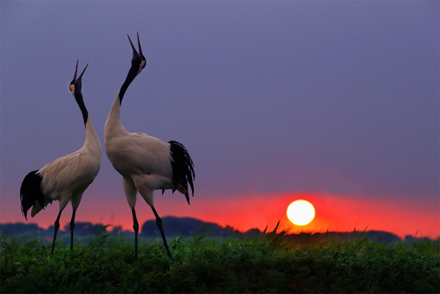 Zhalong Eco-tourism Area of Qiqihar City