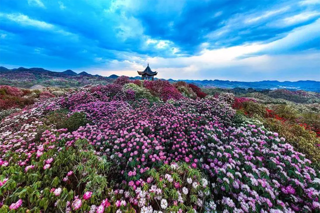 毕节市百里杜鹃景区